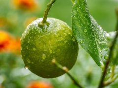 Remedio natural para la presion alta
