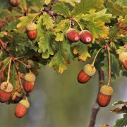beneficios para la salud de las hojas de roble
