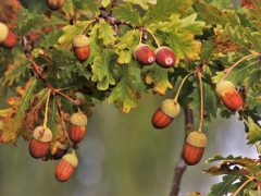 beneficios para la salud de las hojas de roble