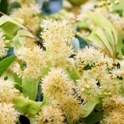 beneficios del té de tila