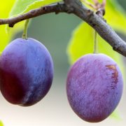 Reduce el azúcar en la sangre