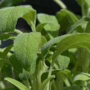 Una planta que cura como loca