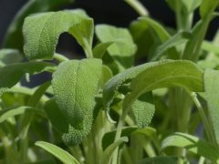 Una planta que cura como loca