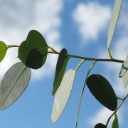 ¿Cómo aliviar la tos y el dolor de garganta?